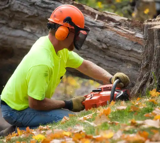 tree services Brewster Hill